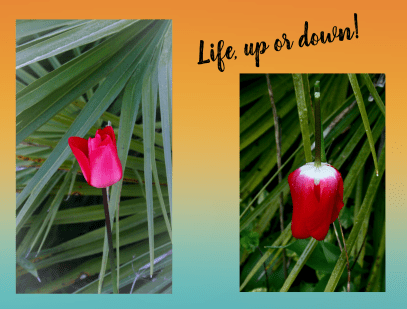 Life, up or down - Front