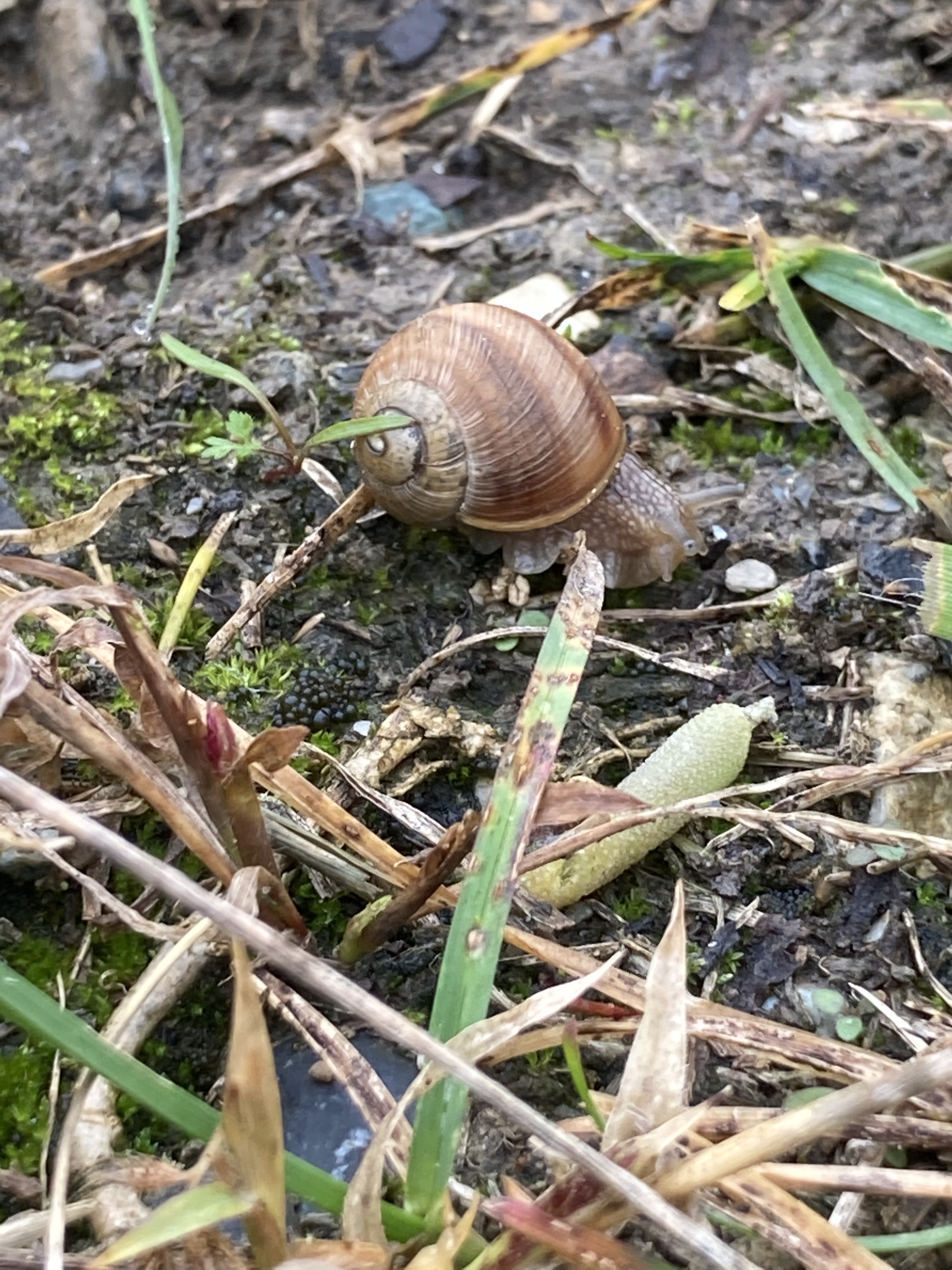 Snaul Shell Snail shells – DouceLifeAt50.com