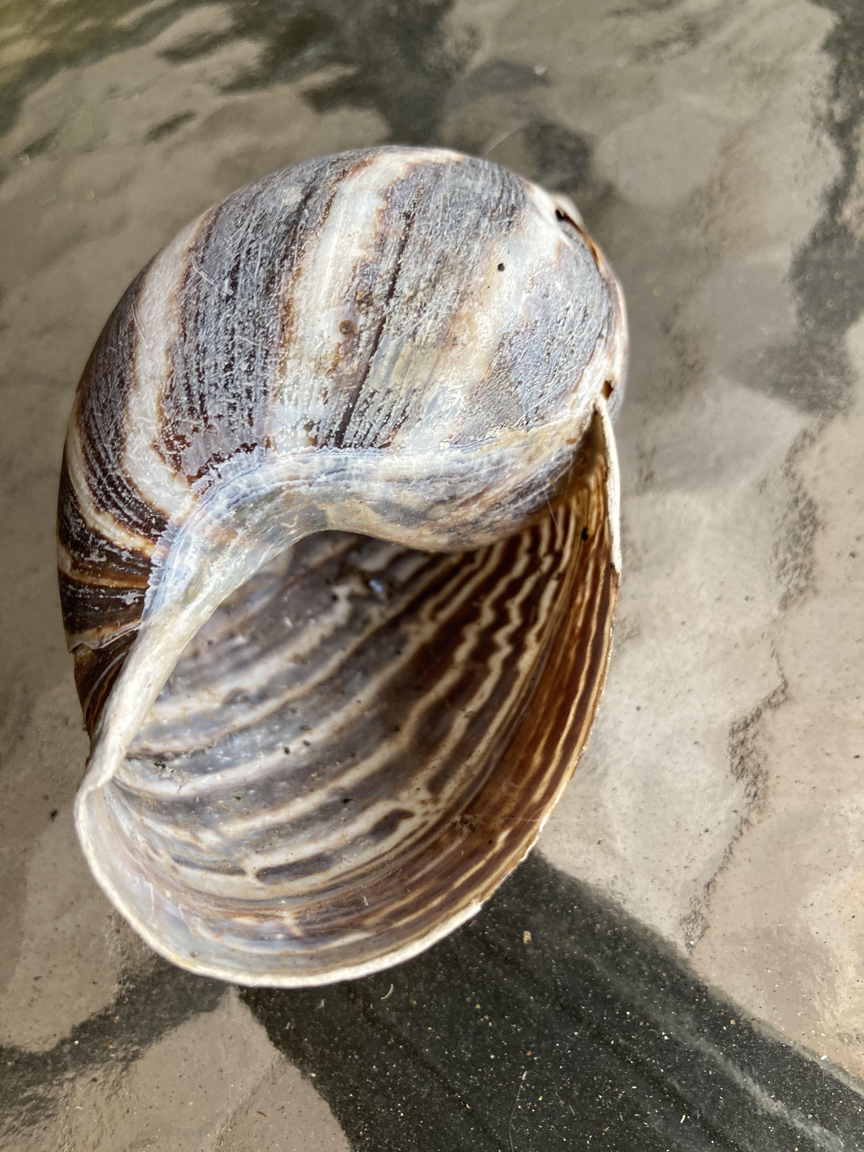 Snail shells – DouceLifeAt50.com